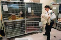 Christine Hastings, animal services manager for Flower Mound, places a Maltese in a kennel at the shelter Friday after a trip to the veterinarian.David Minton