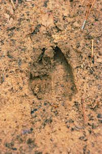 A deer track is shown Friday in the sandy soil of the Lost Pines Trail at Ray Roberts Lake State Park.David Minton - DRC