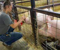 Maurie Varin pets her pigs, Petunia and Piglet, through the stall gates in the FFA barn. The pigs were retired after the Denton County Livestock show in early April.For the DRC/Elizabeth Watson