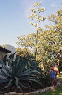 The Hancock family, from front to back, Ruby, Collier and Seth, stand next to their gigantic flowering American agave plant June 8 at their Denton home.Courtesy photo