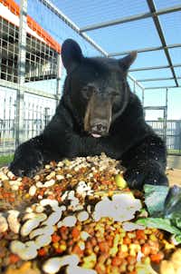 Barnaby the 3-year-old 400-pound black bear eats his dinner on the table in his cage next to the restaurant at Sharkarosa Wildlife Ranch Tuesday June 11, 2013, in Pilot Point.Al Key - DRC
