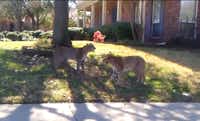 A standoff between two bobcats happened in a neighborhood in Carrollton last year and was caught on video by Kevin Martuscello. Residents in at least one Denton neighborhood have reported seeing bobcats in the woods near their homes, along fences and, in one case, on a neighbor’s driveway, in the past month.Kevin Martuscello - CourtesyPhoto