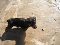 Wags, the business mascot, is shown at five weeks old. Wags was born without a tail.Courtesy photo