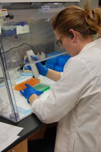University of North Texas student Nicole Phillips — from the graduate school of biomedical sciences — works in a lab at the UNT Health Science Center in Fort Worth.Photos courtesy of the University of North Texas Health Science Center