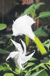 Two Sacred Datura flowers, the upper growing closer to a trumpet shape, with the lower still unfurling toward its final design.Al Key - DRC
