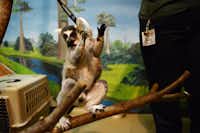 Uno the lemur grabs a plastic ring as part of his training at McKinney’s Heard Natural Science Museum & Wildlife Sanctuary.Rose Baca - For the DRC